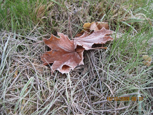 Mein Favorit ... Blätter