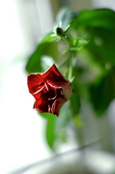 Red Rose - Emblem of Sorrow, Rose Red - Emblem of Love "