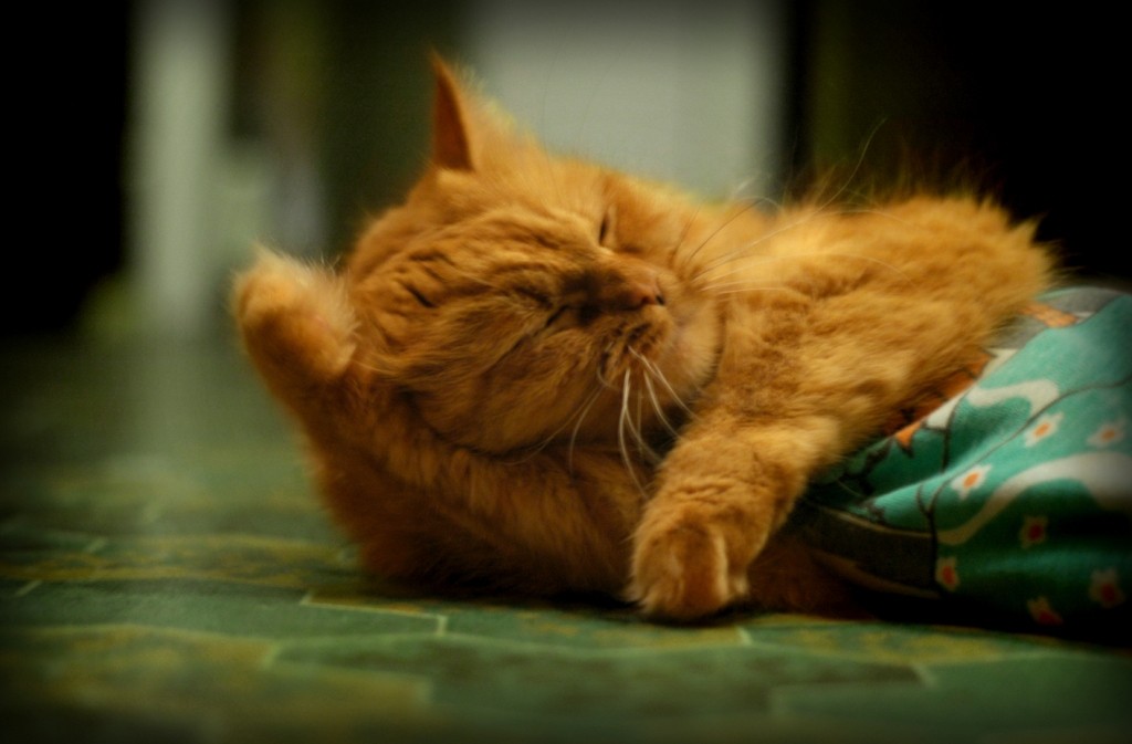 versuchen, abzulenken! :-)