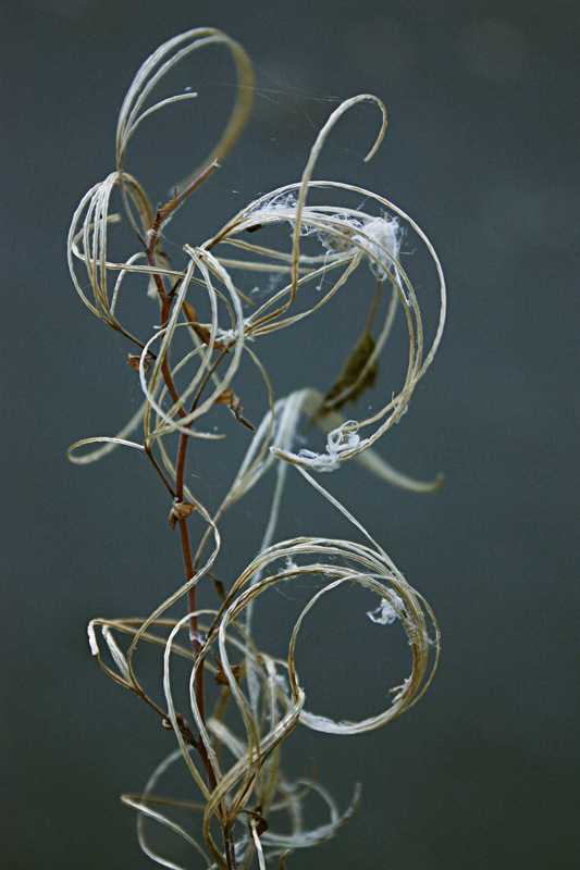 Podkrendel gewöhnlichen