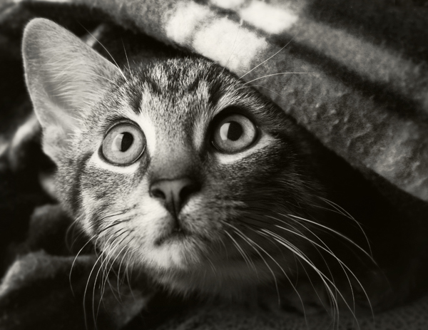 Mein Angebot und Gentle Tiger ...