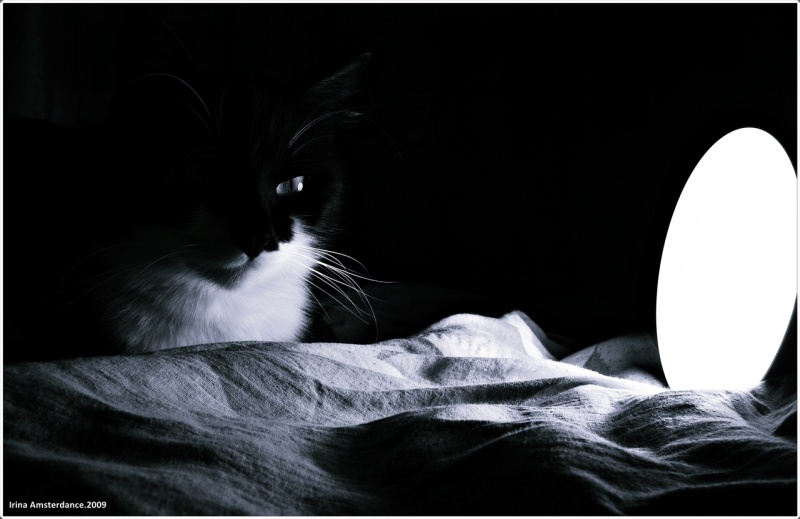 der Nacht, eine Katze und eine Lampe.