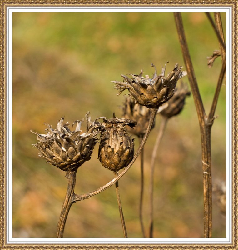 Herbst Natural ekibana