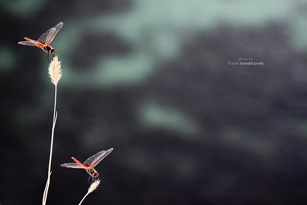 [Stille. Silent Flight}