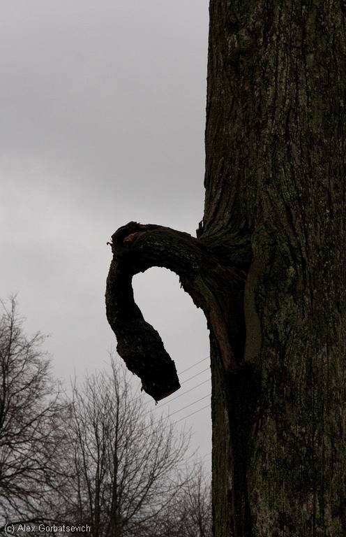 Held Liebe welken Tomaten ....
