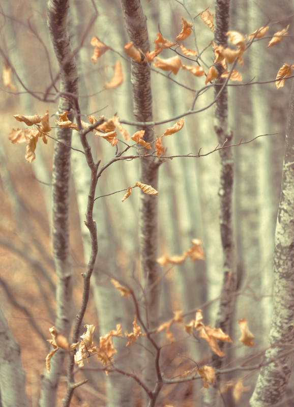 Herbst wob Spitze ..