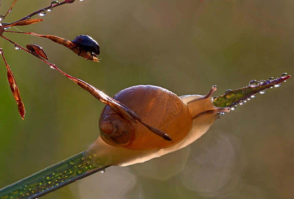"Schlaf müde Tierchen"