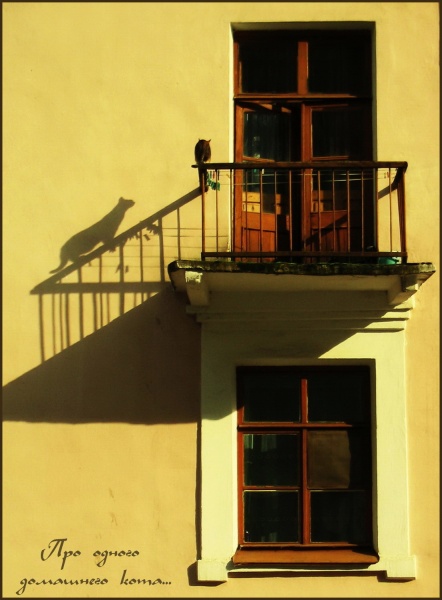 Über eine Hauskatze ...