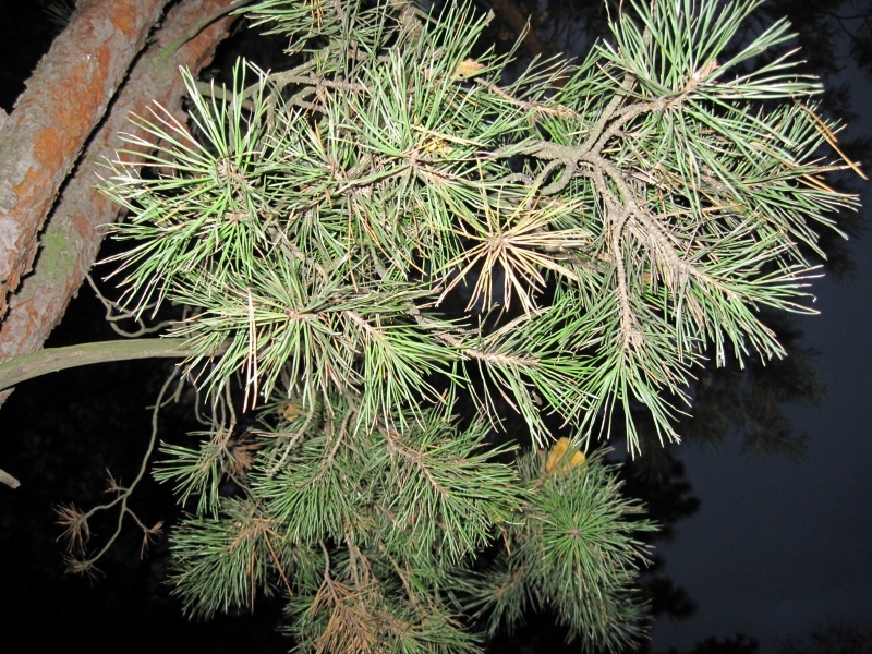 In der dunkelblauen Wald, wo trepeeschut ......... ..... KIEFER-))))