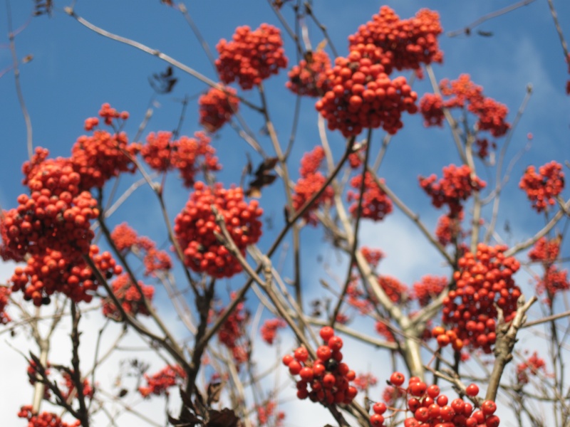 MEHR Ryabinka ................