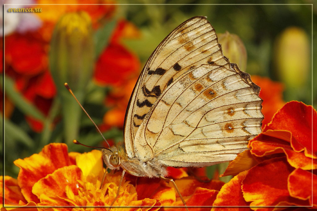 Ein weiterer perlamutrovka
