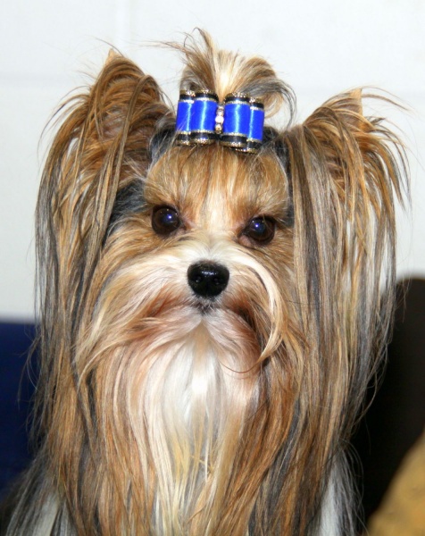 BEAUTY - verheerender Wucht!