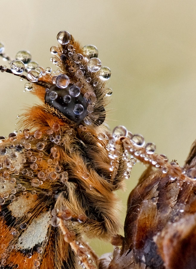 in Pelze und Diamanten ...