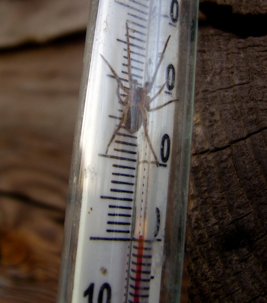 Ferienhaus für den Winter