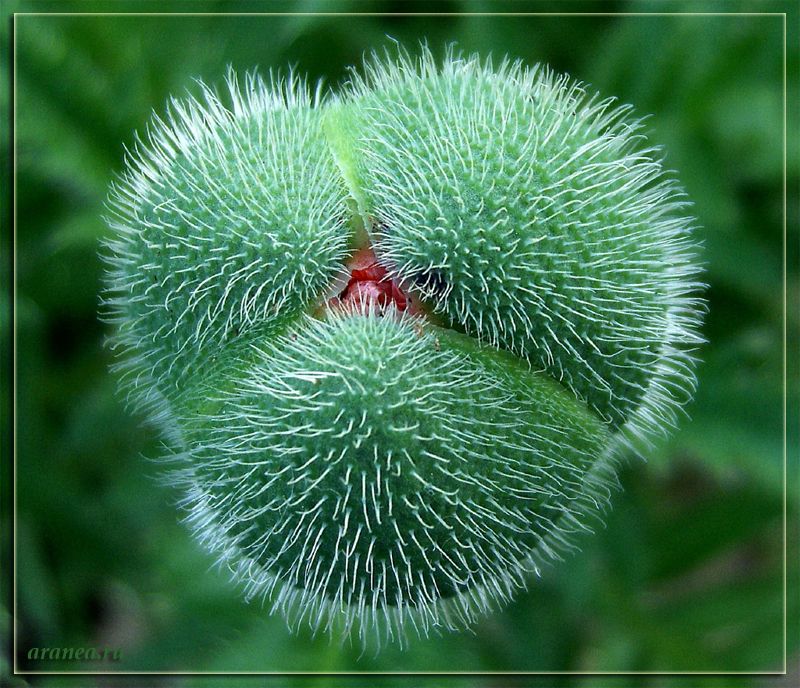 und kriechen auf der Erde Würmer aus der Aras