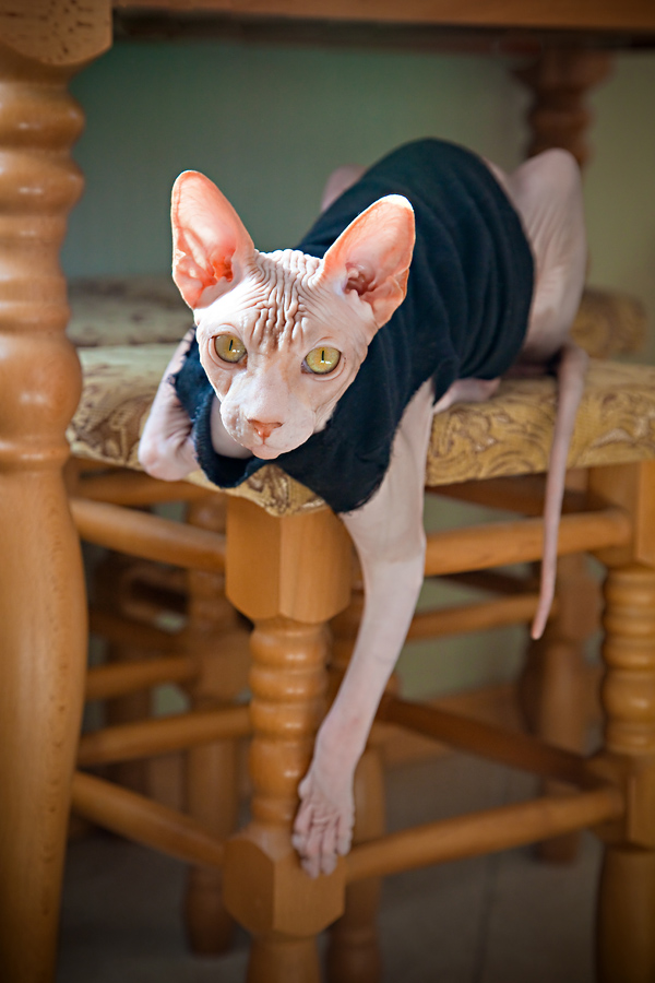 koshkognus entspannt