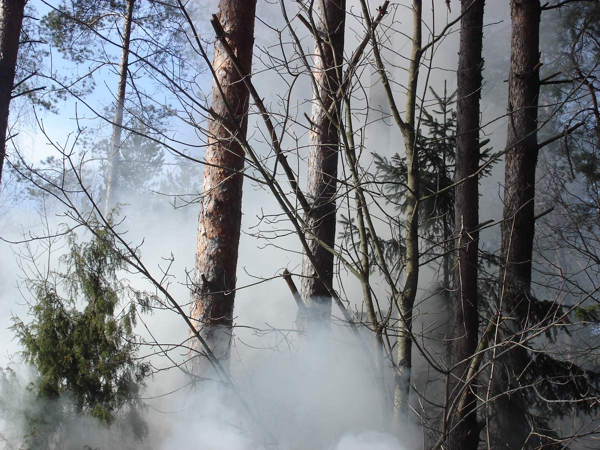 Wald im Rauch