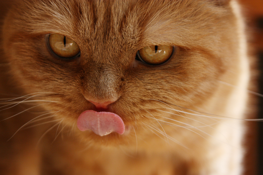 Unsere Antwort kotafobam