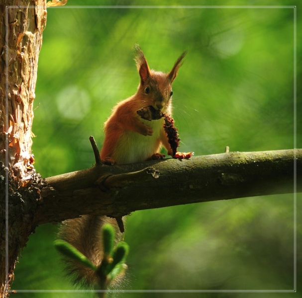 Podmoskovnaya Protein