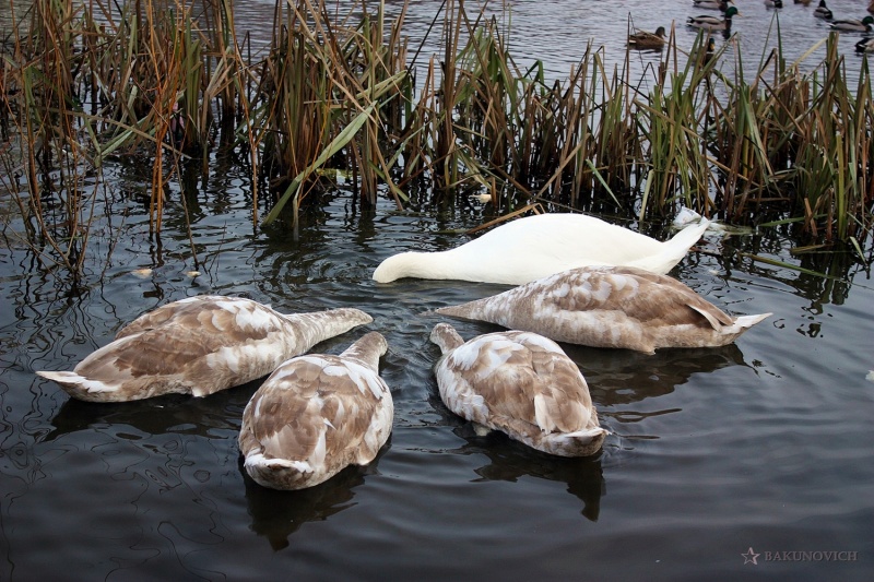 Swans