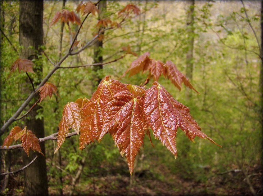 yakaya Yang, Vesna ...