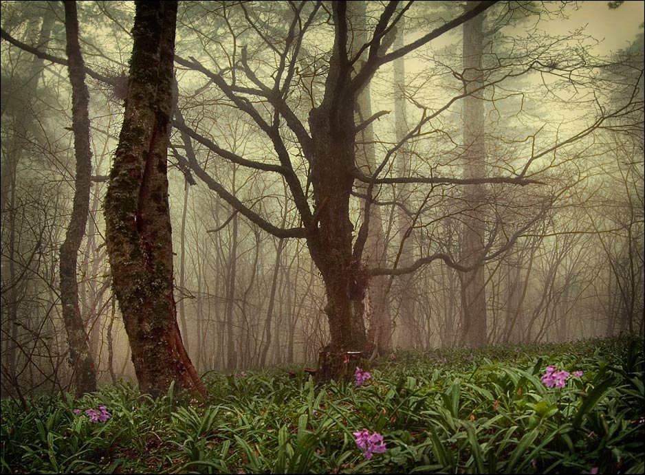 Aber für die Nebel Frühling ...
