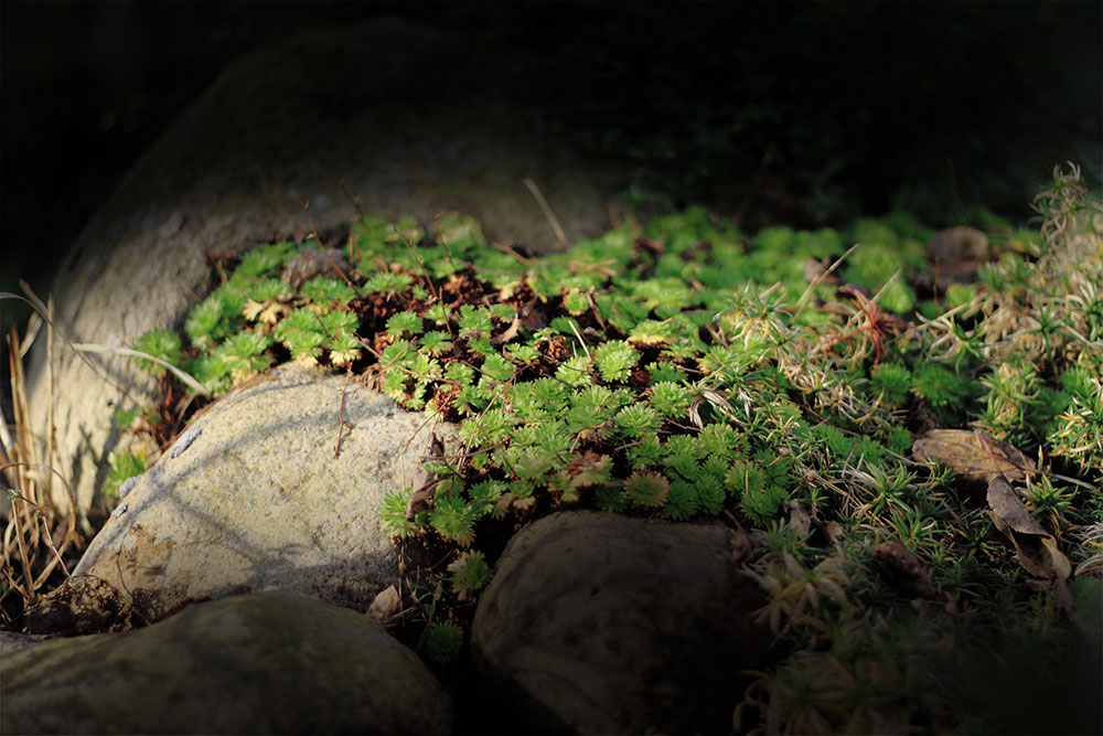 Hartgesottenen Leben