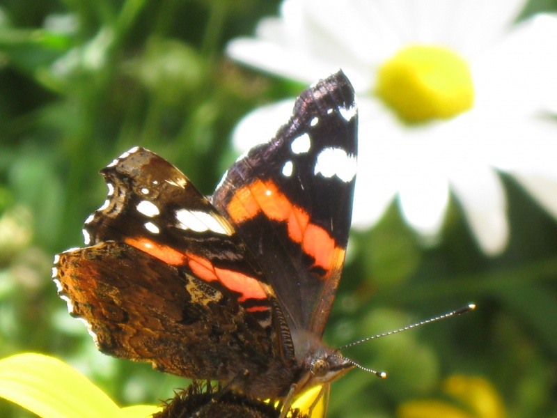 Schmetterling