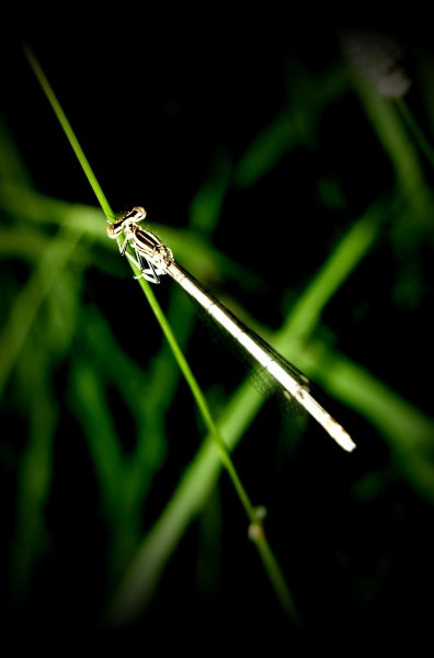 Dragonfly