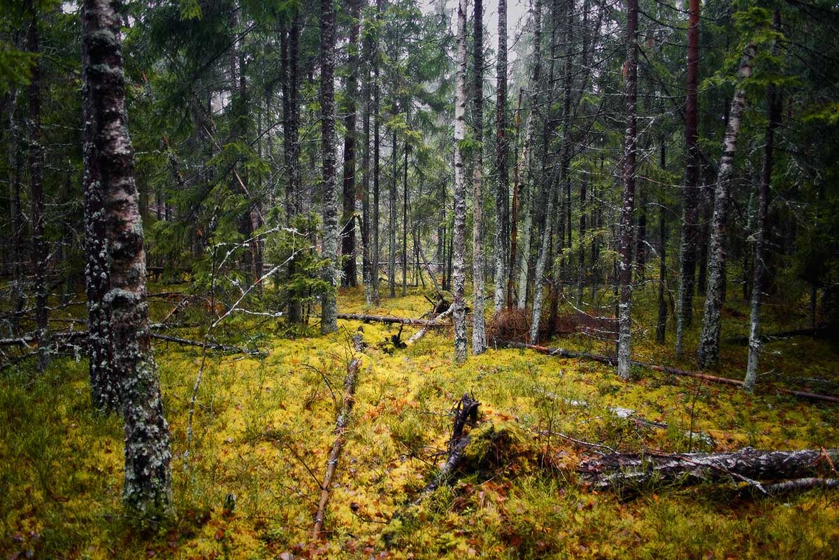 | "Proleten" und "Misses" |