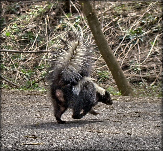 neabverzhny Argument Stinktier