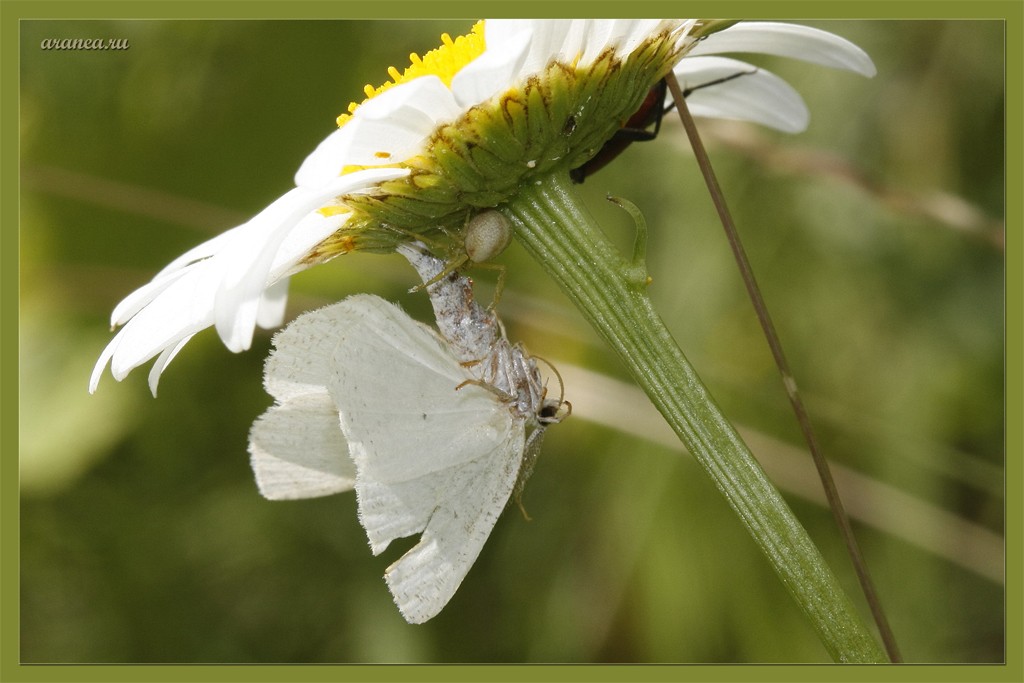 Tragödie unter der Blüte