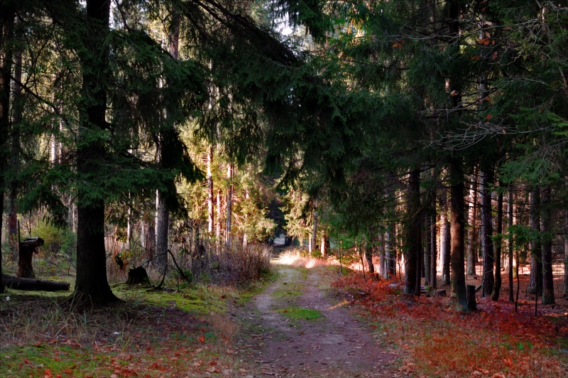 Herbst im Wald