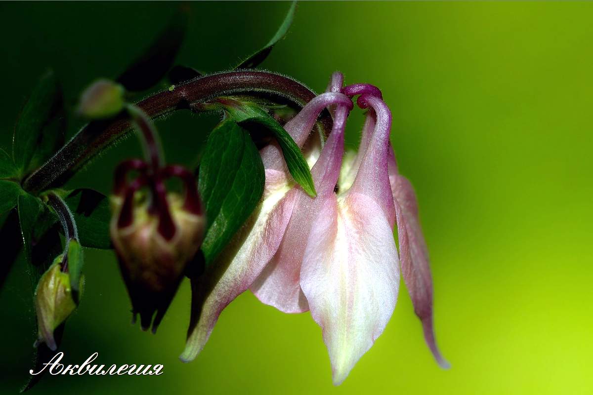 Aquilegia