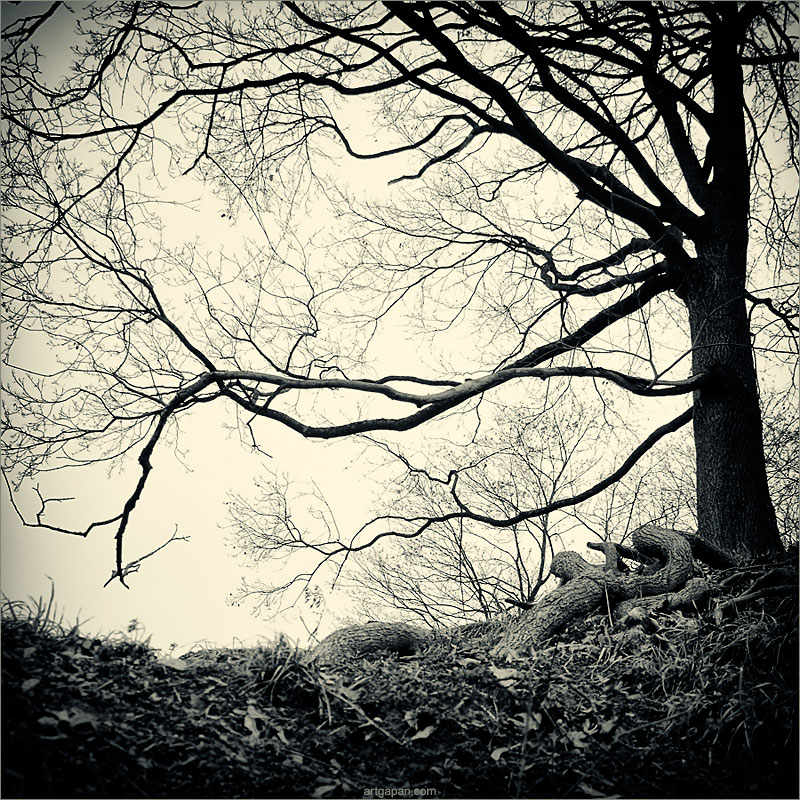 [ wooden dreams land ]