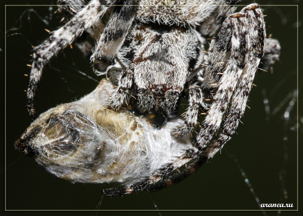 Kinder nicht für einen Spaziergang in den Wald gehen ...