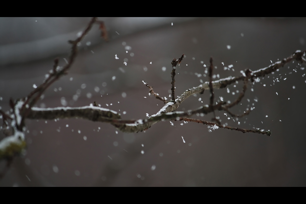 Tanz der Schneeflocken