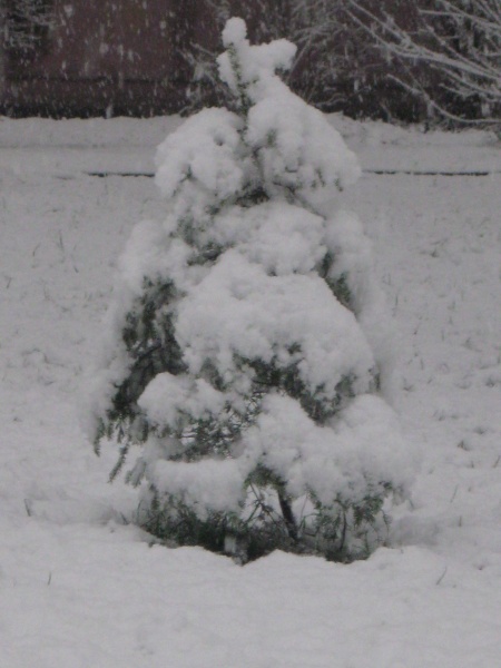 Frozen Fischgrätenmuster