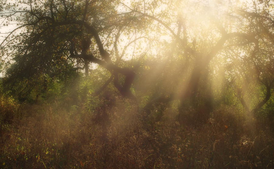Im vergangenen Sommer Licht