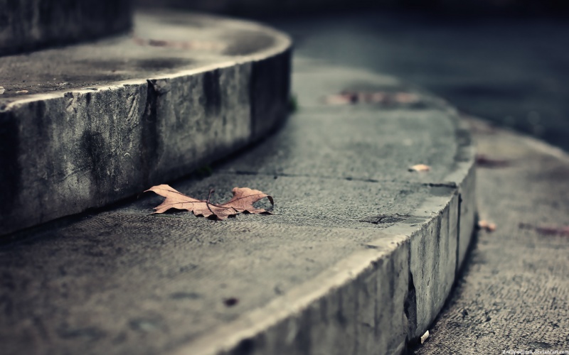 the falling leaves of Paris