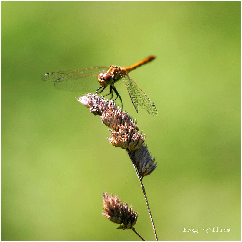 dragonfly