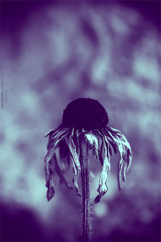 [Velvet. Wechseln zu unendlich}