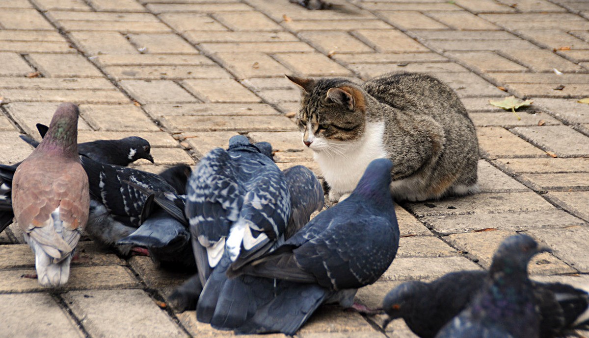 Friedensgespräche an der Wand oder Senka