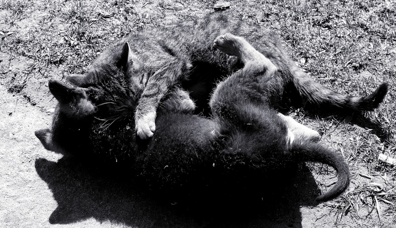 für immer zusammen ....