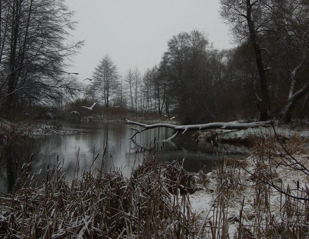 Zu Weihnachten die Graureiher