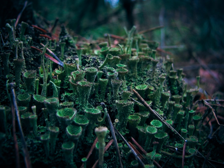 Forest Geheimnisse Dezember