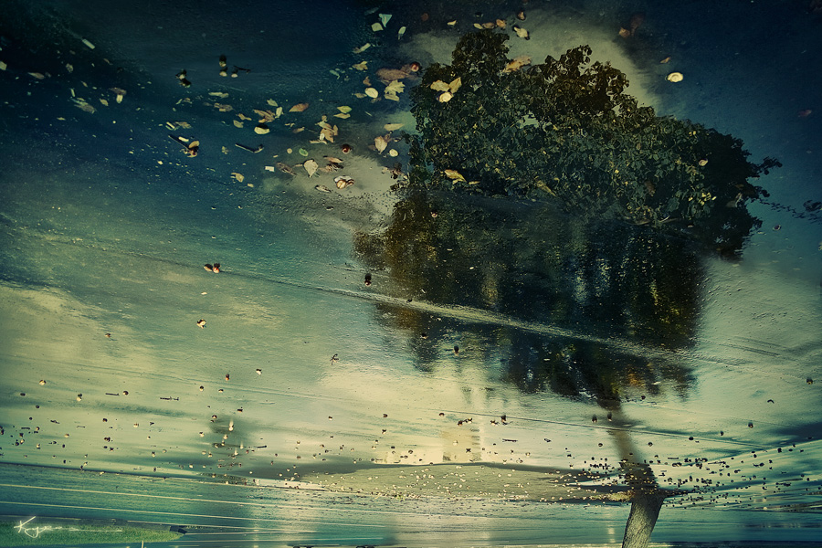 Kastanie Stimmung ...