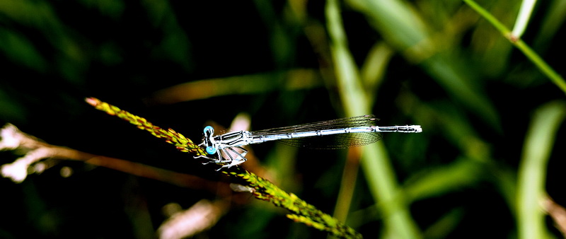 Dragonfly