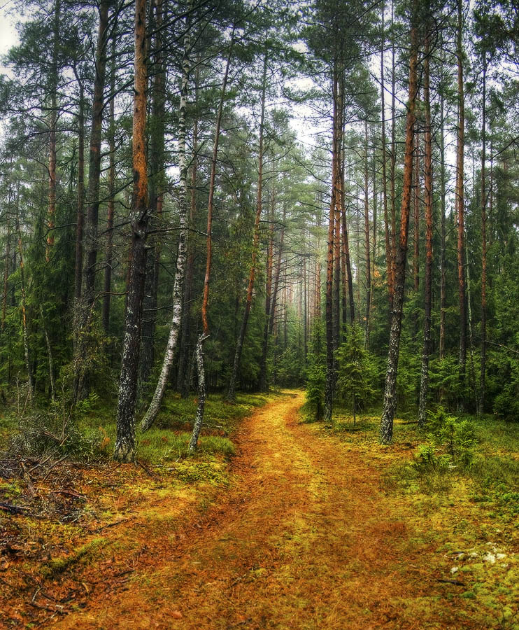 | In einer Forststraße |