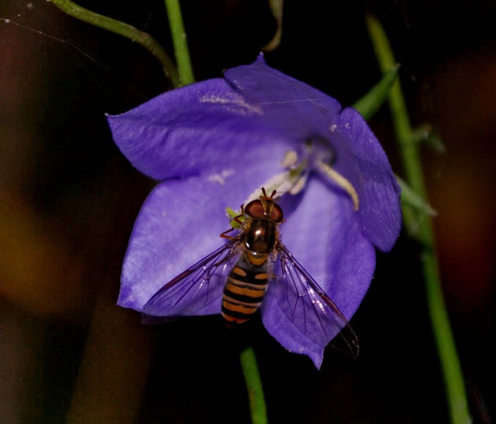 gestreiften VIEL )))...